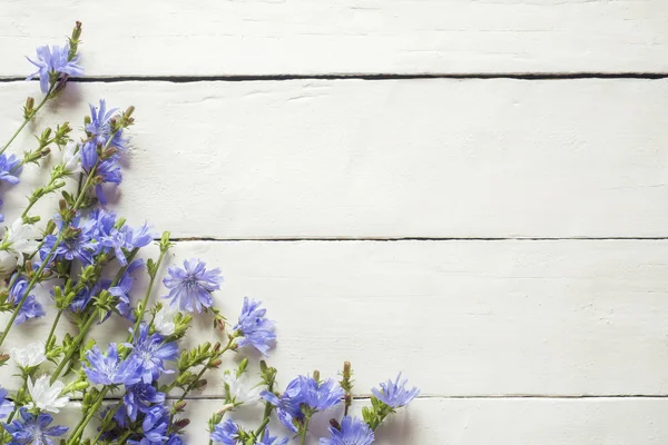 Hindiba çiçek beyaz ahşap zemin üzerinde. Tıbbi bitki Cichorii