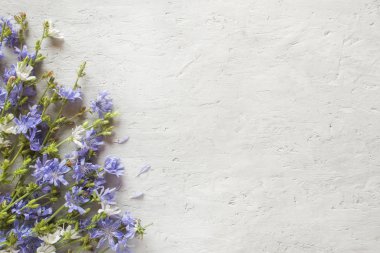 Hindiba çiçek gri arka plan üzerinde. Tıbbi bitki Cichorii