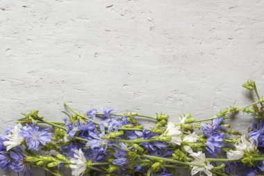 Hindiba çiçek gri arka plan üzerinde. Tıbbi bitki Cichorii