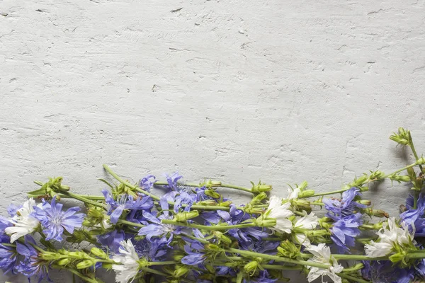 Hindiba çiçek gri arka plan üzerinde. Tıbbi bitki Cichorii