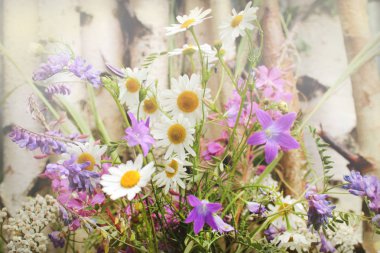 Çayır çiçek bir buket, papatya ve çan. Yaz natürmort huş mayo arka plan üzerinde