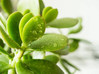 Yeşim bitkisi yeşim bitkisi su ile yaprakları damla, seçici odak.