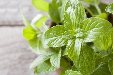 Ahşap arka plan, seçici odak üzerinde çiğ damlaları ile taze nane