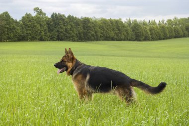 Alman çoban köpeği bir tarlada dinleniyor ve dışarıda yürüyor.