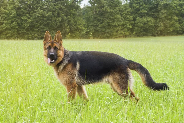 Tysk Herde Vilar Och Går Utomhus Ett Fält — Stockfoto