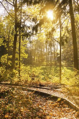 Ilımlı güneş ışığı sarı yaprakları ile sonbahar orman.