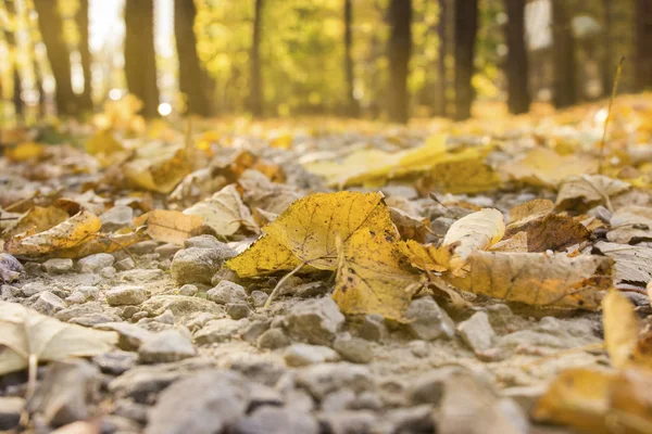 Herbstwald Mit Gelbem Laub Bei Mäßiger Sonneneinstrahlung — Stockfoto