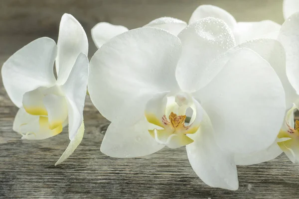 Fiori Bianchi Del Orchid Sfondo Rustico Legno — Foto Stock
