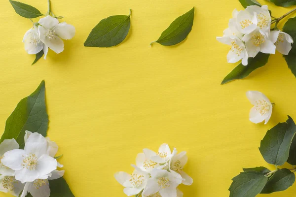 Flores Jazmín Sobre Fondo Amarillo Brillante Marco Flores Copiar Espacio — Foto de Stock