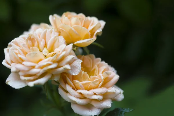 Beautiful rose flowers are pastel colors in the summer garden with dew drops. Selective focus
