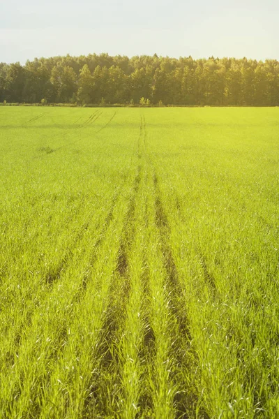 Beautiful Morning Light Public Park Green Grass Field Tree Royalty Free Stock Photos