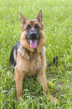 Alman çoban köpeği bir tarlada dinleniyor ve dışarıda yürüyor.