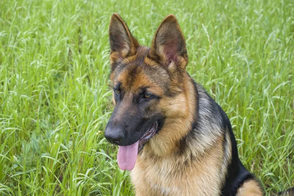 Alman Çoban Köpeği Bir Tarlada Dinleniyor Dışarıda Yürüyor — Stok fotoğraf