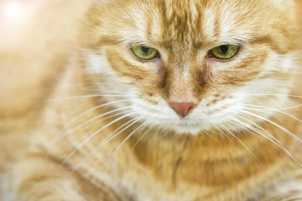 Retrato Hermoso Gato Rojo — Foto de Stock