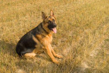 Alman çoban köpeği bir tarlada dinleniyor ve dışarıda yürüyor.