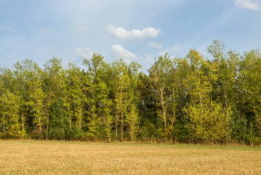 Sonbahar alanıyla ağaçlar, gökyüzü bulutlu. Temiz ve huzurlu bir gün