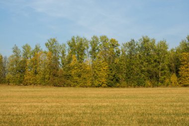 Sonbahar alanıyla ağaçlar, gökyüzü bulutlu. Temiz ve huzurlu bir gün