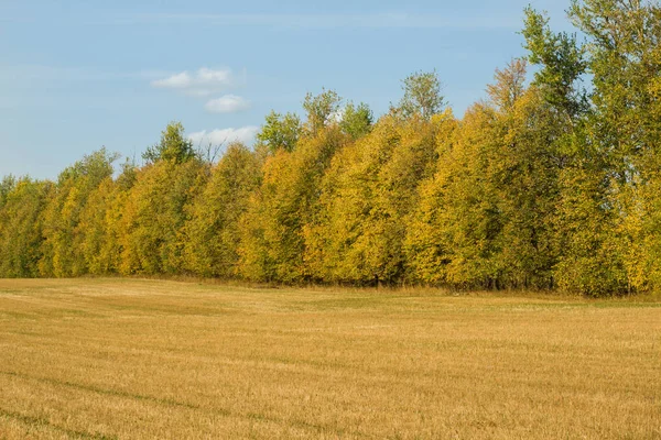 Sonbahar alanıyla ağaçlar, gökyüzü bulutlu. Temiz ve huzurlu bir gün