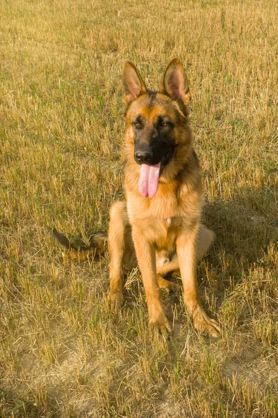 Alman Çoban Köpeği Bir Tarlada Dinleniyor Dışarıda Yürüyor — Stok fotoğraf