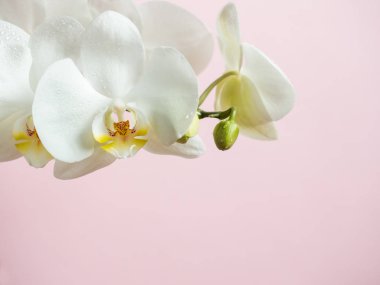 Renkli arka plan pembe kopya alanı üzerinde beyaz orkide çiçek.