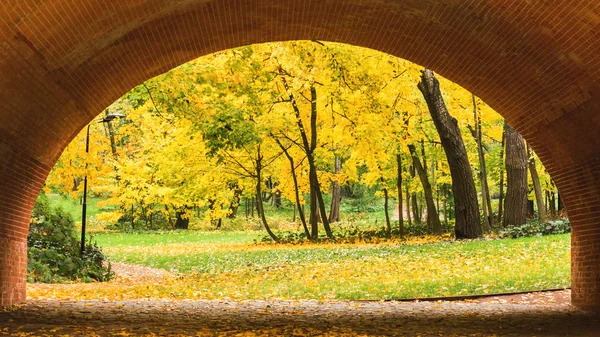 Otoño Ciudad Parque Árboles Follaje Amarillo — Foto de Stock