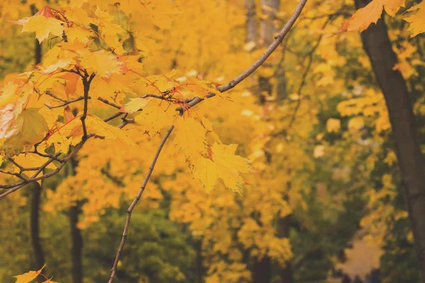 Podzim Městě Park Stromy Žlutém Listoví — Stock fotografie