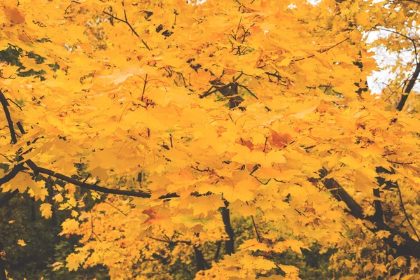 Podzim Městě Park Stromy Žlutém Listoví — Stock fotografie