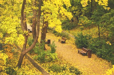 Şehir parkında sonbahar, sarı yapraklı ağaçlar