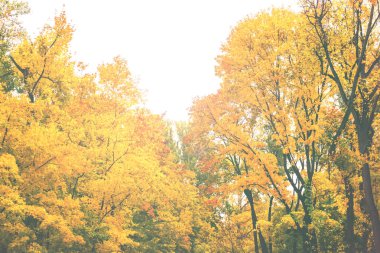 Şehir parkında sonbahar, sarı yapraklı ağaçlar
