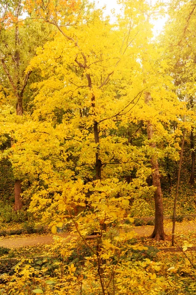 Podzim Městě Park Stromy Žlutém Listoví — Stock fotografie