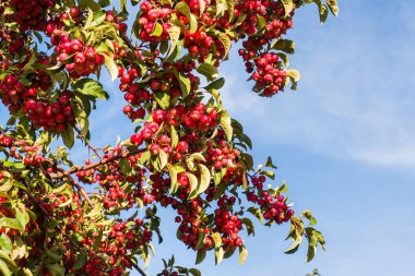 Kuşburnu meyve mavi gökyüzü karşı bir ağaç üzerinde