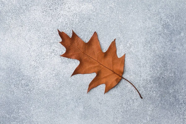 Herbsttrockene Eichenblätter Auf Grauem Hintergrund Textur Subtext — Stockfoto