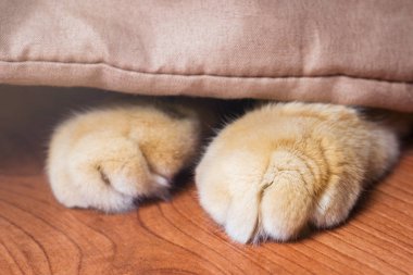 Battaniyenin altından yapışkanlık dışarı pençeleri kırmızı kedi