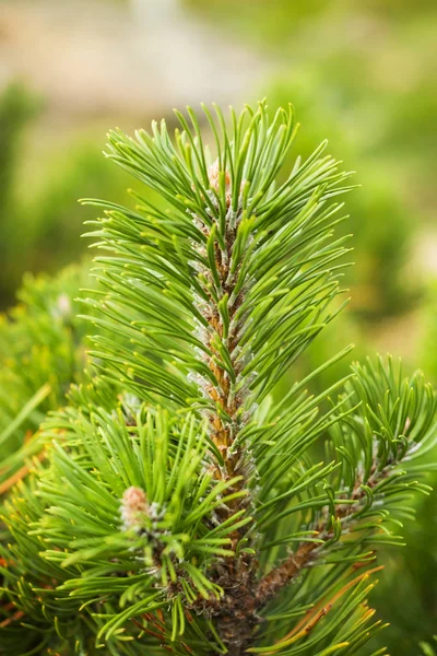 Young Shoots Pine Trees Forest Spring — Stock Photo, Image
