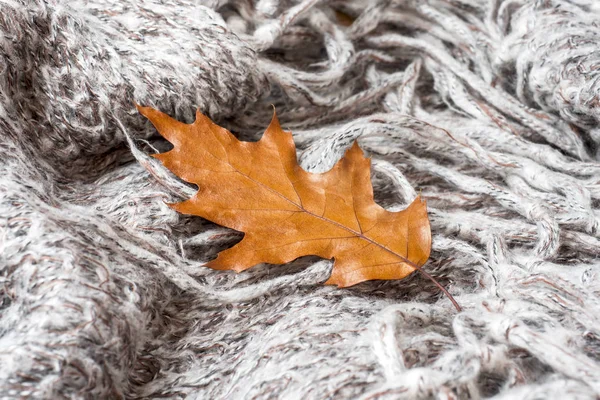 Zerknitterte Graue Strickdecke Mit Herbstlichem Eichenblatt Weicher Und Warmer Stoff — Stockfoto