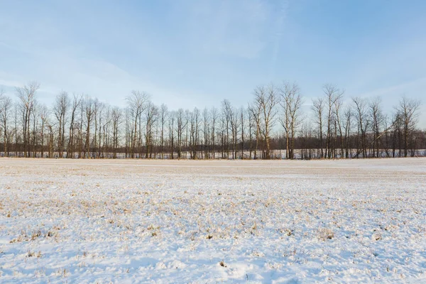 Kış manzarası. Taze kar üzerinde kuru ot güneşli bir günde yatıyor.