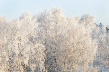 Kış Frost'un üzerinde ağaç dalları tam kare saf kış arka plan.
