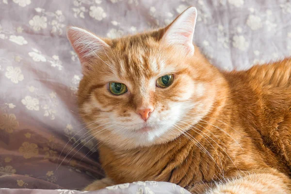 Red Cat Lying Resting Blanket — Stock Photo, Image