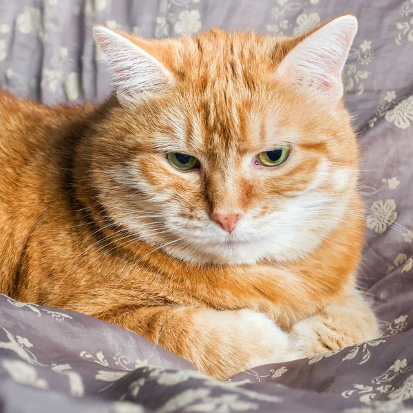Gato Rojo Acostado Descansando Sobre Una Manta — Foto de Stock