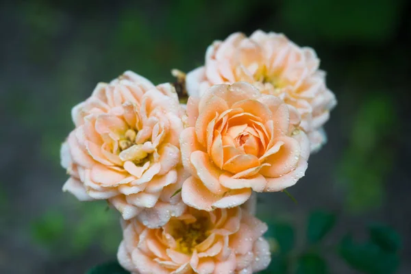 Buquê Belas Rosas Delicadas Crescendo Bush Uma Moldura Escura — Fotografia de Stock
