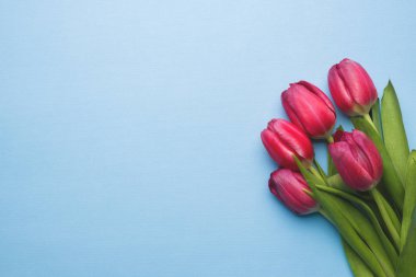 Mavi arka plan kopya alanı üzerinde parlak mor Lale buketi,