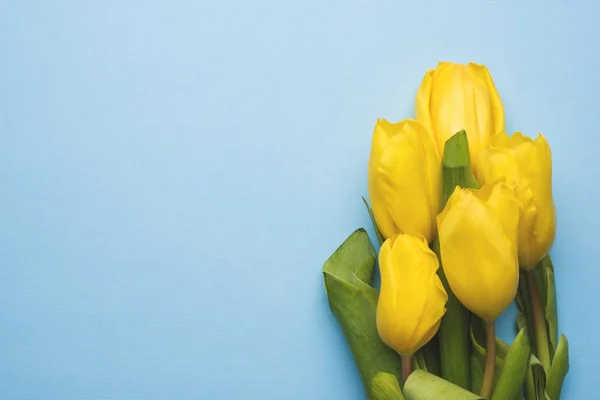 Аромат ярко-желтых тюльпанов на синем фоне — стоковое фото