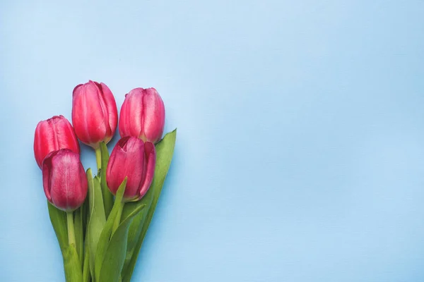 Аромат ярко-фиолетовых тюльпанов на синем фоне , — стоковое фото