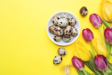 Renk arka plan üzerinde parlak çiçek Lale ve bıldırcın yumurtası. Bahar ve Paskalya tatil kavramı kopya alanı ile