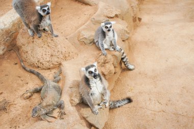 Halka grubu Maki Catta Lemurlar iri turuncu gözlü izledim. Madagaskar Lemurlar.