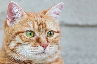 Namlu kırmızı kedi bakarken dikkatli yeşil gözlü. Yakın çekim. Seçici odak.