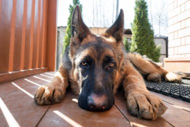 Alman çoban köpeği bir ahşap sundurma yalan. Yakın çekim, seçici odak.