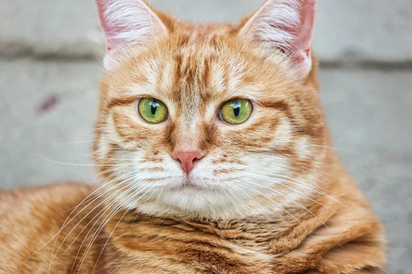 Muzzle red cat with watchful green eyes staring. Close up. Selective focus. — Stock Photo, Image