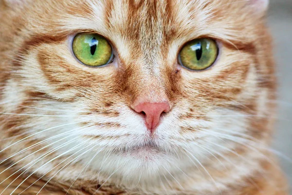 Museau chat rouge avec les yeux verts vigilants regardant. Ferme là. Concentration sélective . — Photo
