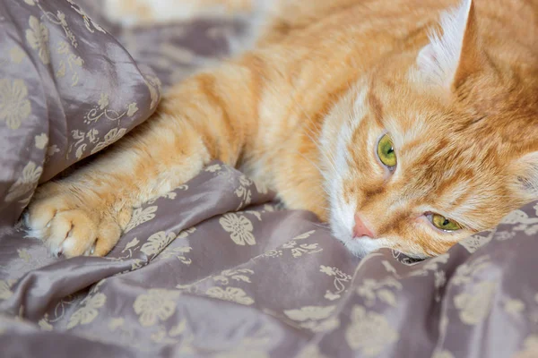 Gato rojo descansa sobre una manta . — Foto de Stock